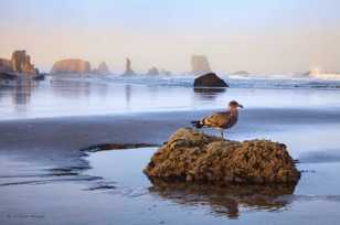 Bandon Beach-3193